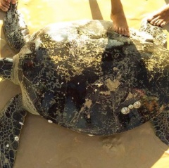 Rùa biển khổng lồ mắc lưới ngư dân